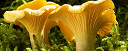Chanterelle (Girolle) 20g